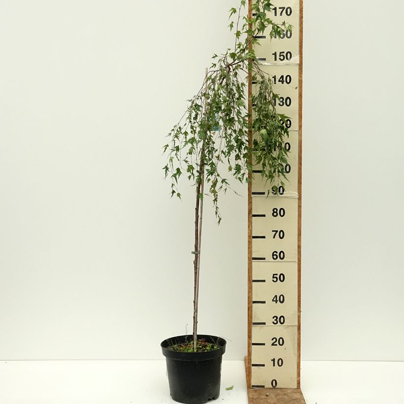 Example of Bouleau pleureur - Betula pendula Gracilis Pot de 4L/5L, Tige as you get in ete