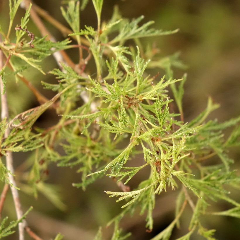 Bouleau pleureur - Betula pendula Karaca (Foliage)