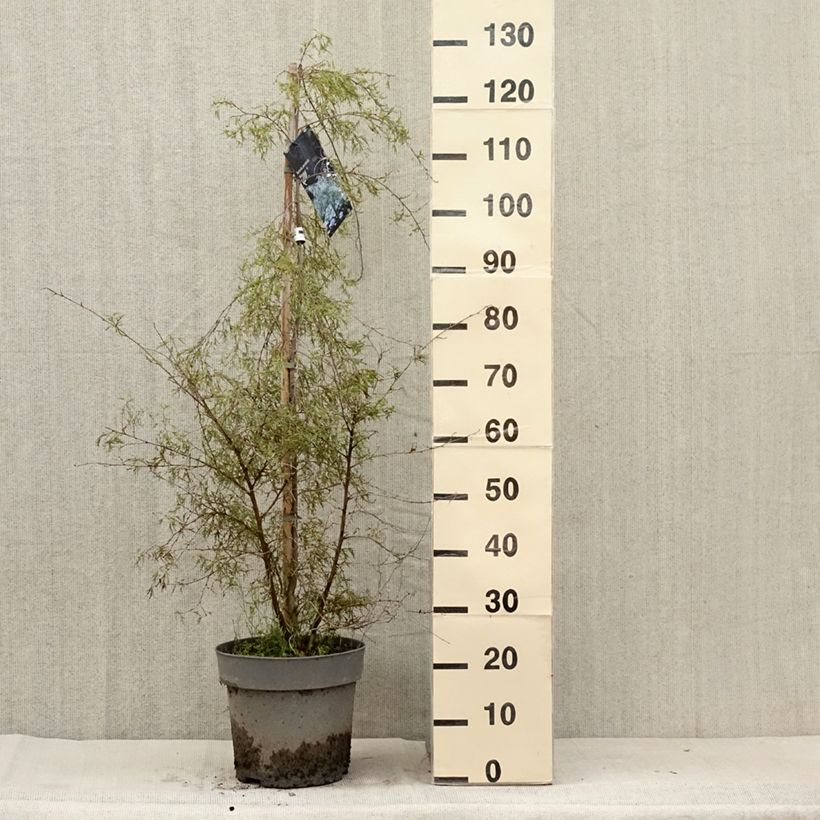 Example of Bouleau pleureur - Betula pendula Karaca Pot de 7,5L/10L as you get in ete