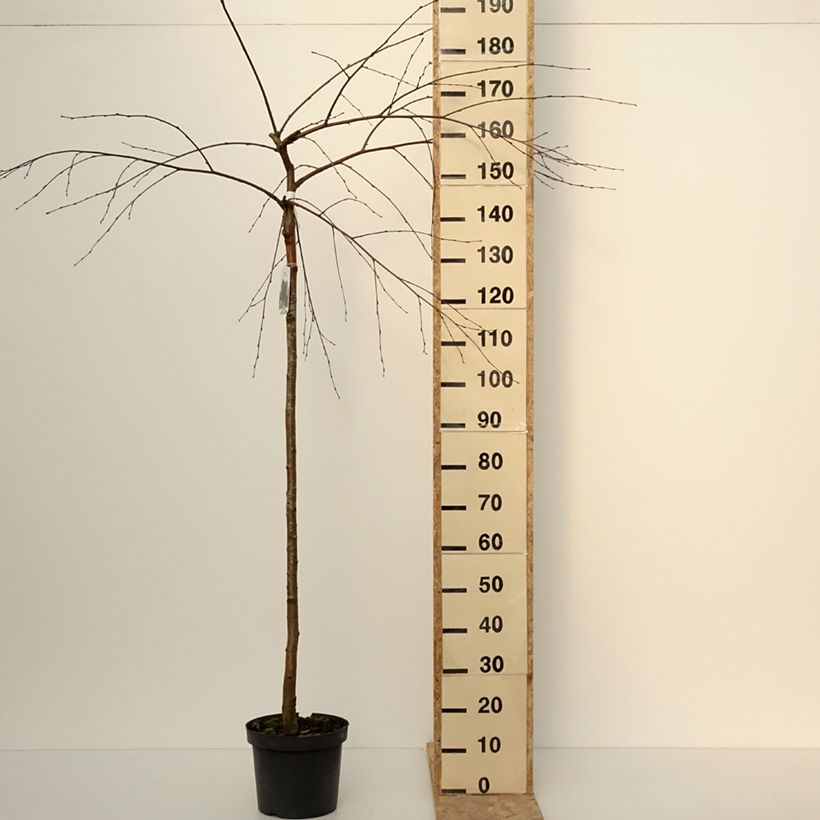 Example of Bouleau pleureur - Betula pendula Long Trunk Pot de 7,5L/10L, Tige as you get in hiver