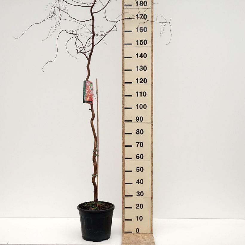 Example of Bouleau tortueux - Betula pendula Spider Alley Pot de 12L/15L as you get in hiver