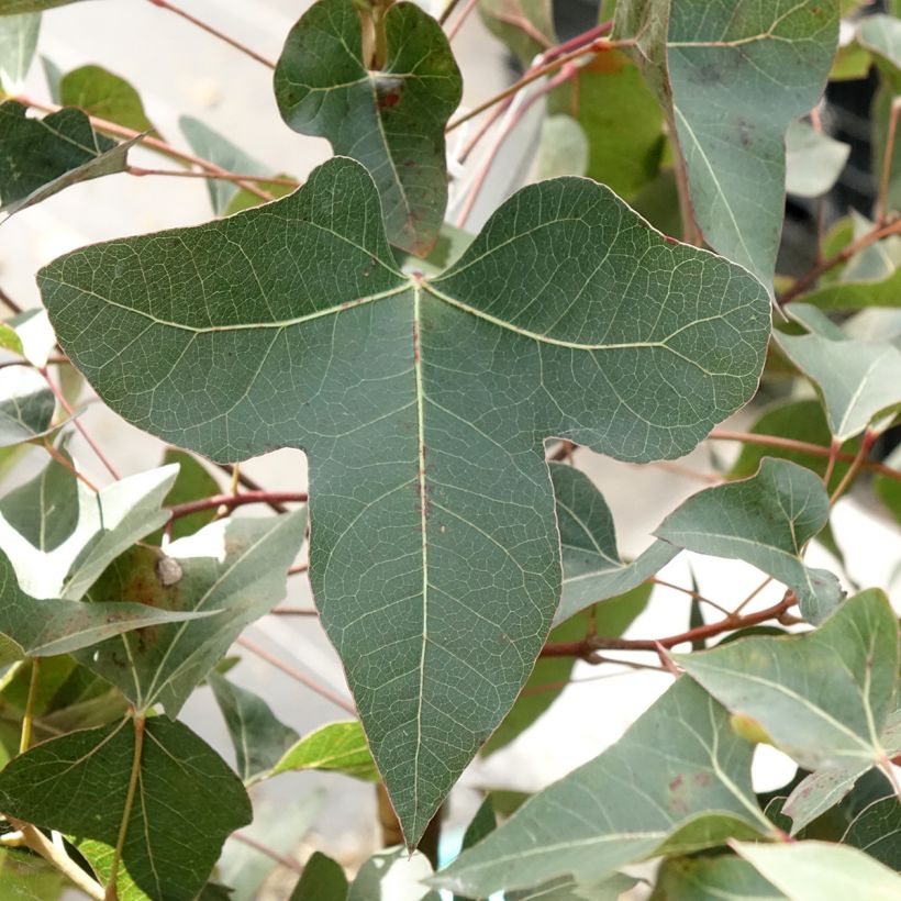 Brachychiton populneus - Kurrajong (Foliage)