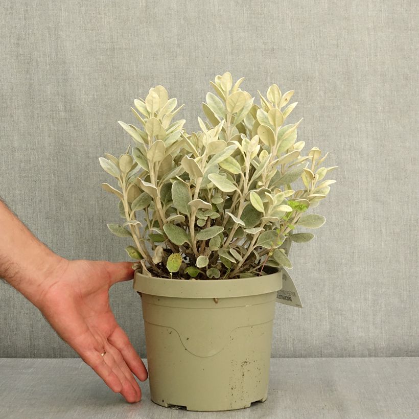 Example of Brachyglottis greyi Walberton's Silver Dormouse - Seneçon gris Pot de 3L/4L as you get in ete