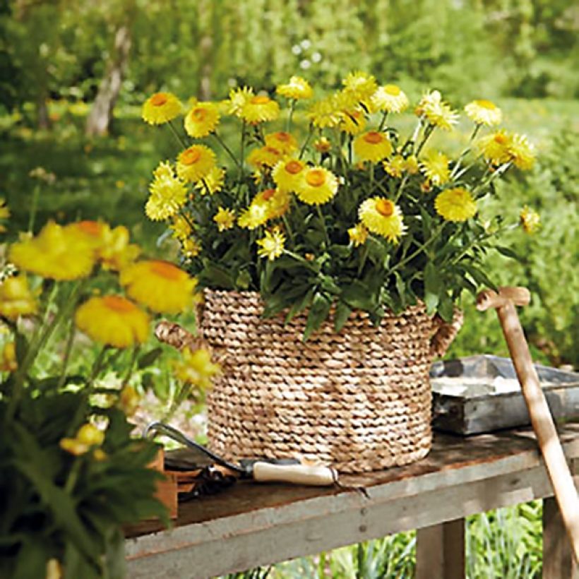 Bracteantha Granvia Gold - Immortelle (Plant habit)