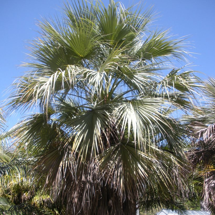 Brahea armata var Clara - Palmier du Mexique (Plant habit)