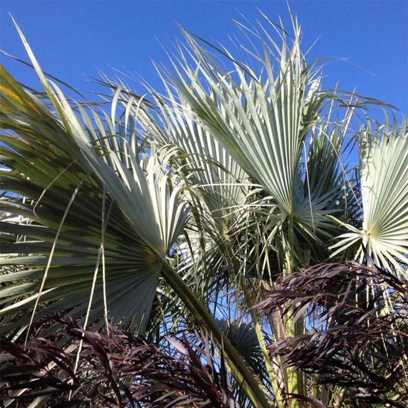 Brahea armata var Clara - Palmier du Mexique (Foliage)