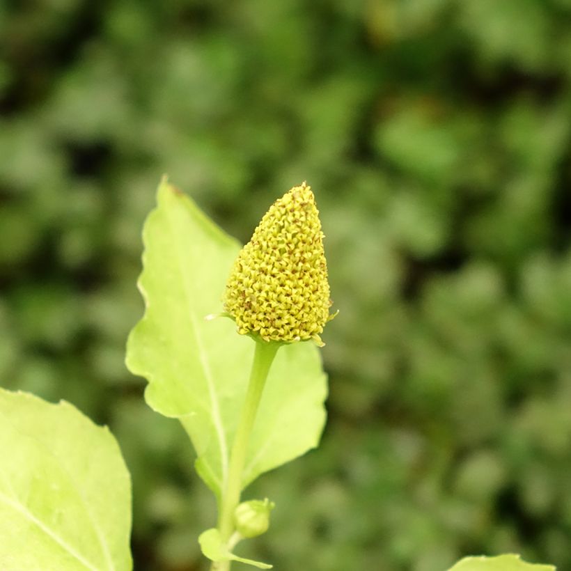 Brède Mafane - Cresson du Pará (Flowering)