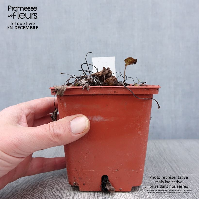 Example of Brunnera macrophylla Jack of Diamonds - Myosotis du Caucase Pot de 1L/1,5L as you get in automne