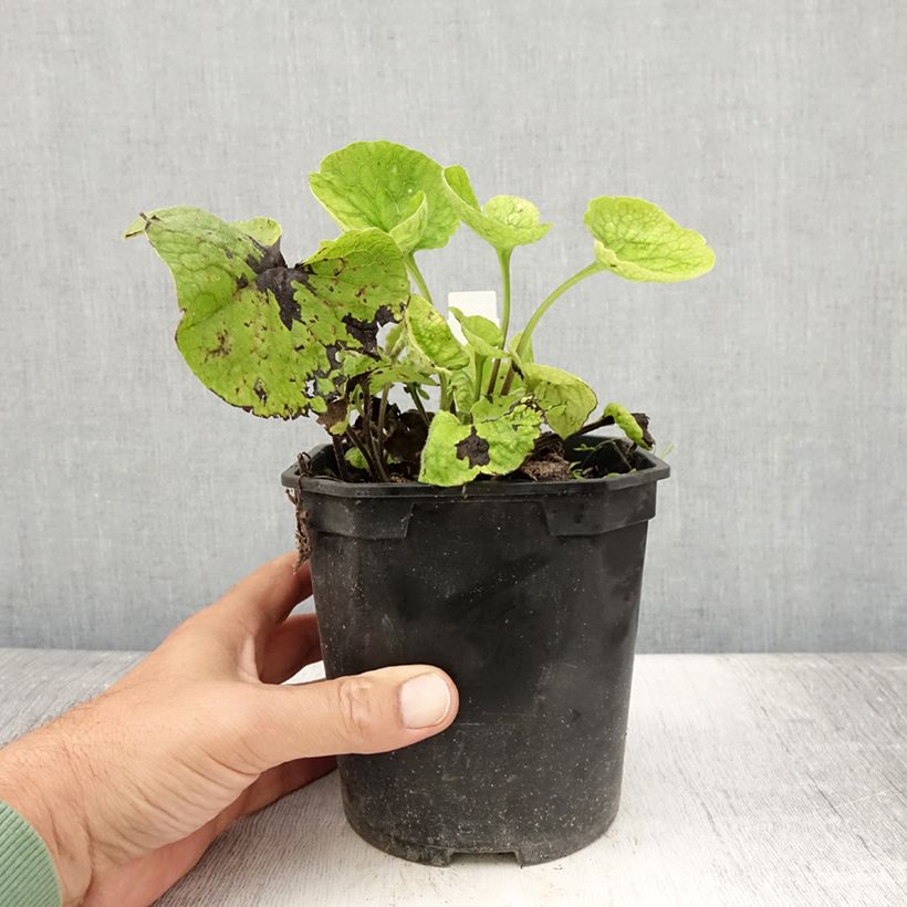 Example of Brunnera macrophylla - Myosotis du Caucase Pot de 2L/3L as you get in ete