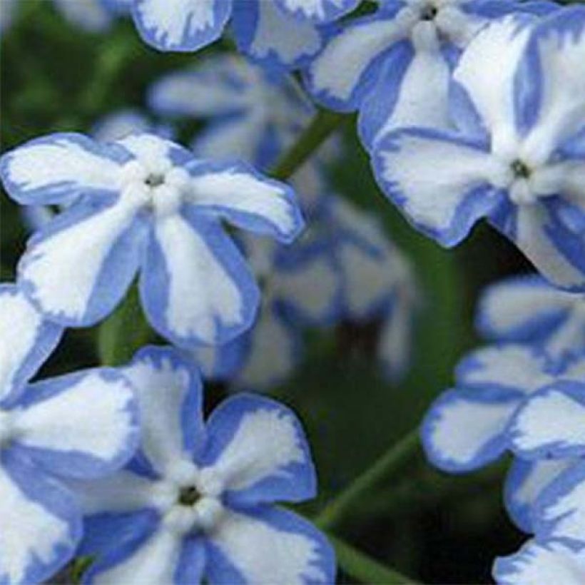 Brunnera macrophylla Starry Eyes - Myosotis du Caucase  (Flowering)