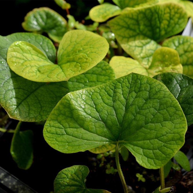 Brunnera sibirica - Brunnère de Sibérie (Foliage)