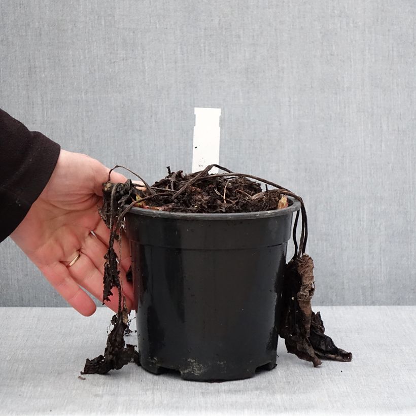 Example of Brunnera sibirica - Brunnère de Sibérie Pot de 2L/3L as you get in hiver