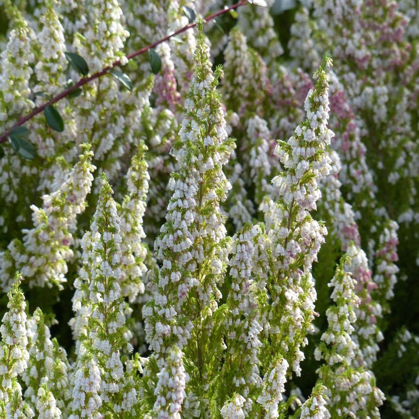 Bruyère arborescente Great Star Le Vasterival (Flowering)