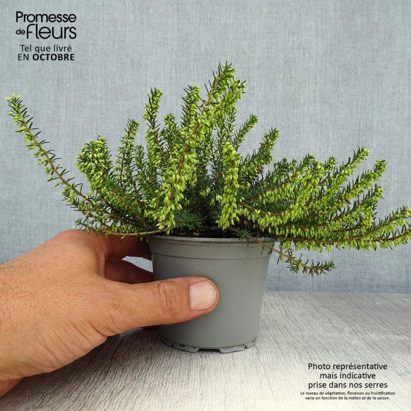Example of Bruyère Carnea December Red, Erica Godet de 8/9 cm as you get in automne