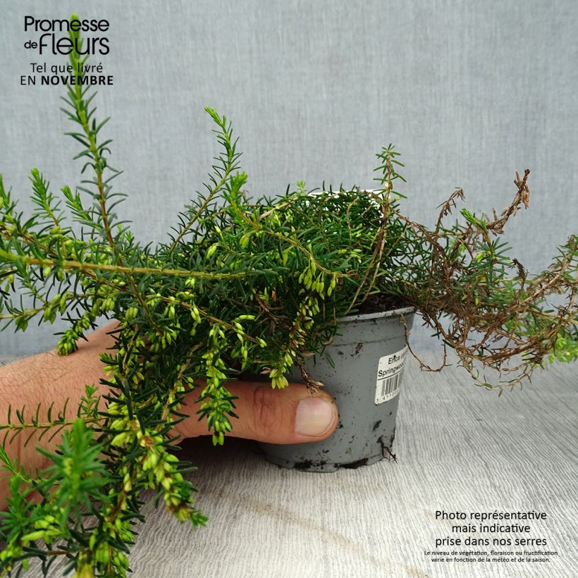 Example of Bruyère Carnea Springwood White, Erica Godet de 8/9 cm as you get in automne