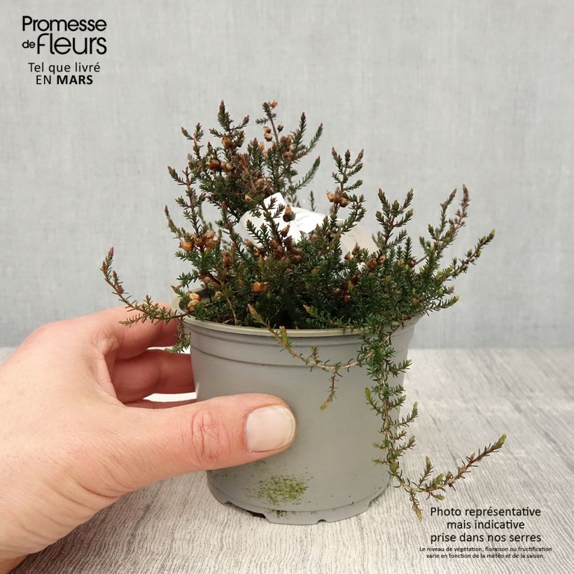 Example of Bruyère cendrée - Erica cinerea C.D. Eason Pot de 10 cm/11cm as you get in printemps