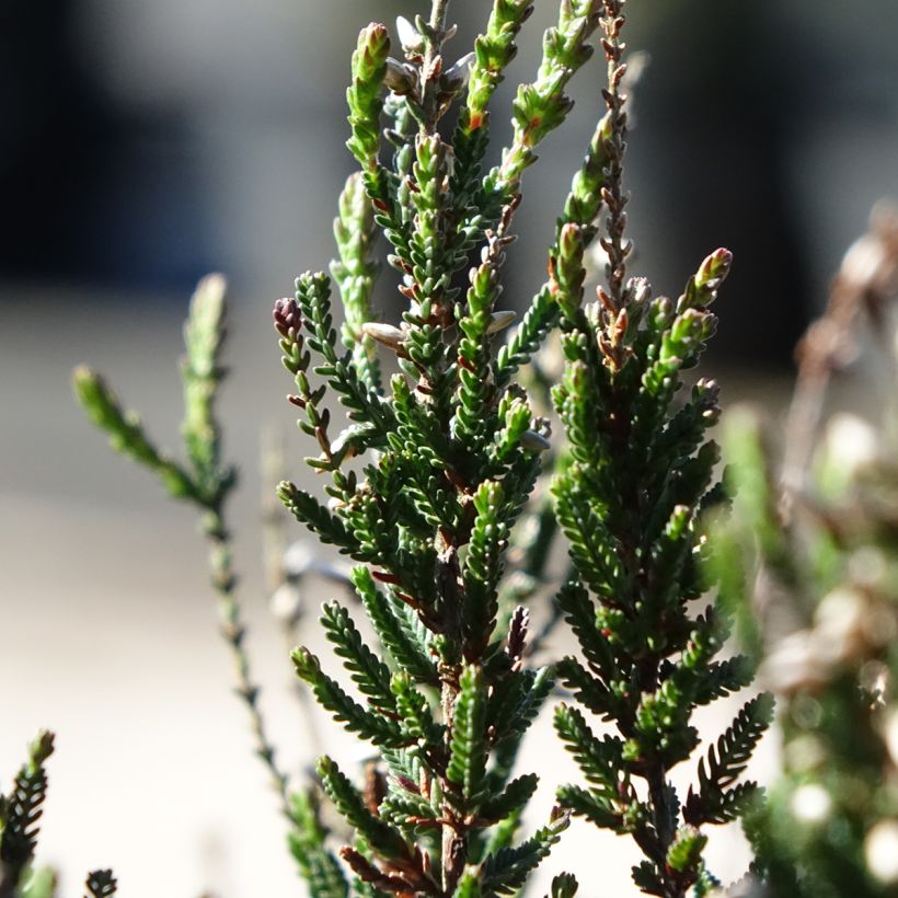 Bruyère d'été - Calluna Garden Girls Athene (Foliage)