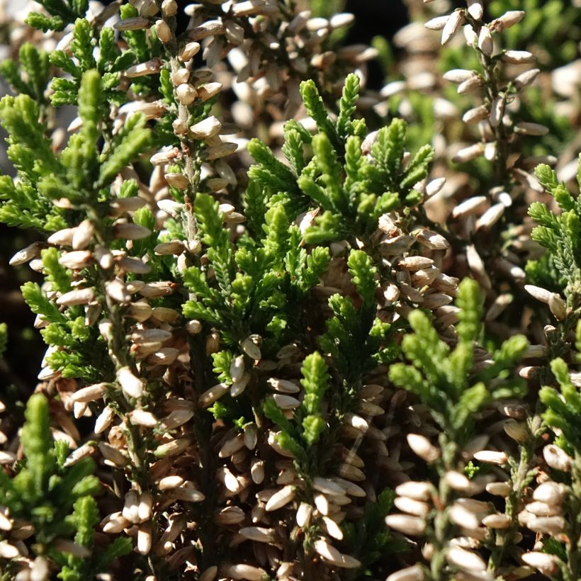 Bruyère d'été - Calluna Garden Girls Helena (Foliage)