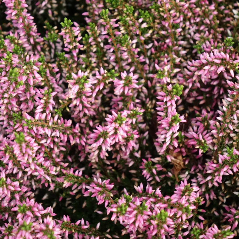 Bruyère d'été - Calluna Garden Girls Pink Angie (Flowering)