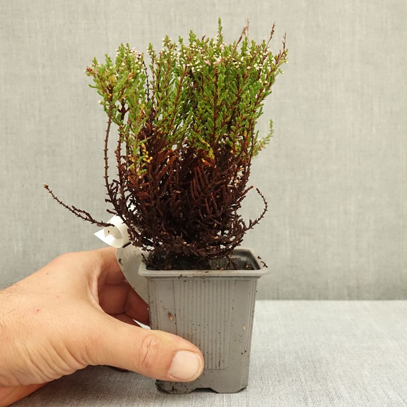 Example of Bruyère d'été - Calluna Garden Girls Pink Bettina Godet de 8/9 cm as you get in ete