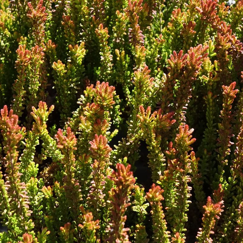 Bruyère d'été - Calluna Garden Girls Zorina (Foliage)