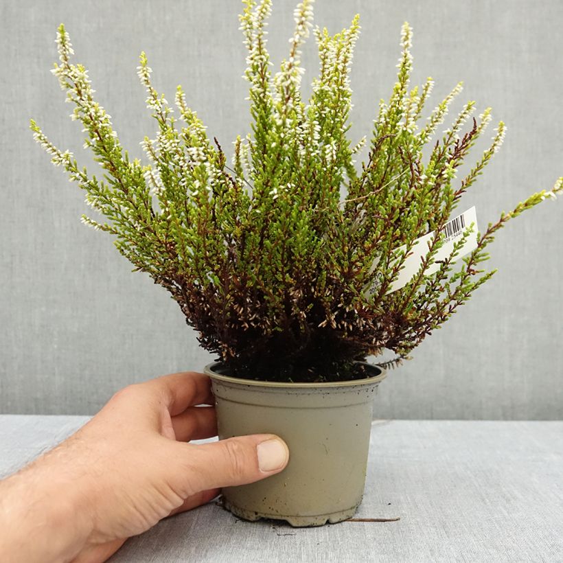 Example of Bruyère d'été - Calluna vulgaris Anouk (BEAUTY LADIES series) Pot de 10 cm/11cm as you get in ete