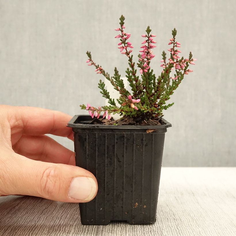 Example of Bruyère d'été - Calluna vulgaris Dark Beauty Godet de 8/9 cm as you get in automne
