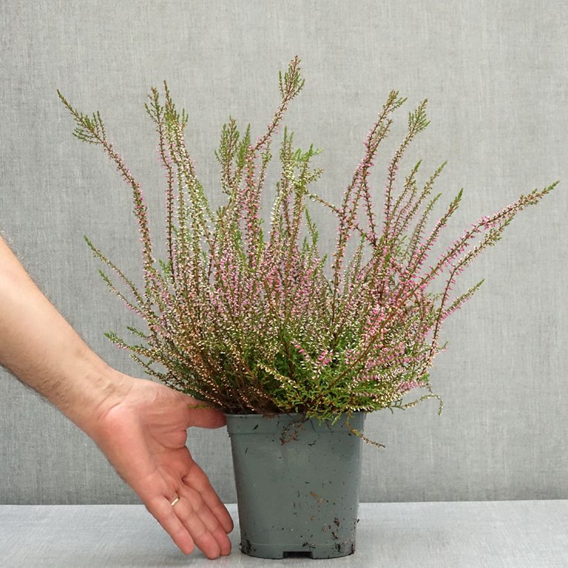 Example of Bruyère d'été - Calluna vulgaris Marlies Pot de 1L/1,5L as you get in ete
