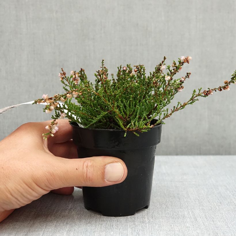 Example of Bruyère d'été - Calluna vulgaris Radnor Pot de 12 cm / 13 cm as you get in ete