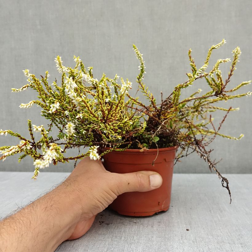 Example of Bruyère d'été - Calluna vulgaris Sandy  Pot de 1L/1,5L as you get in ete