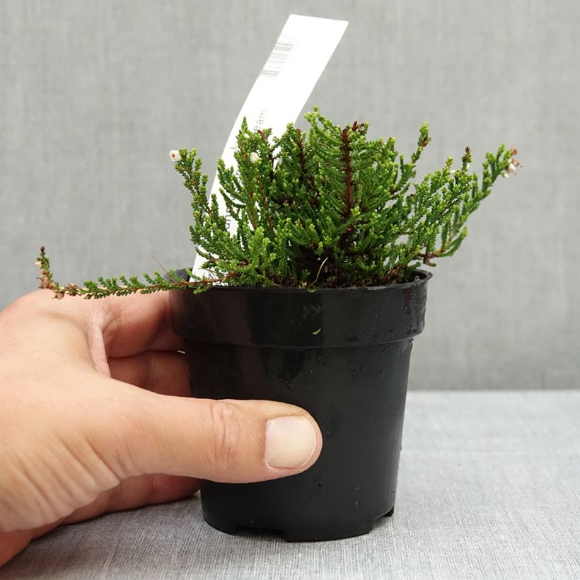 Example of Bruyère d'été - Calluna vulgaris Spring Cream Pot de 12 cm / 13 cm as you get in ete