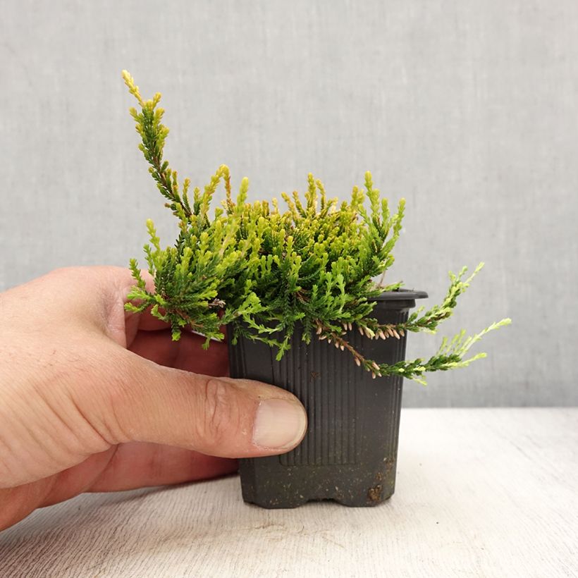 Example of Bruyère d'été - Calluna vulgaris Theresa Godet de 8/9 cm as you get in printemps
