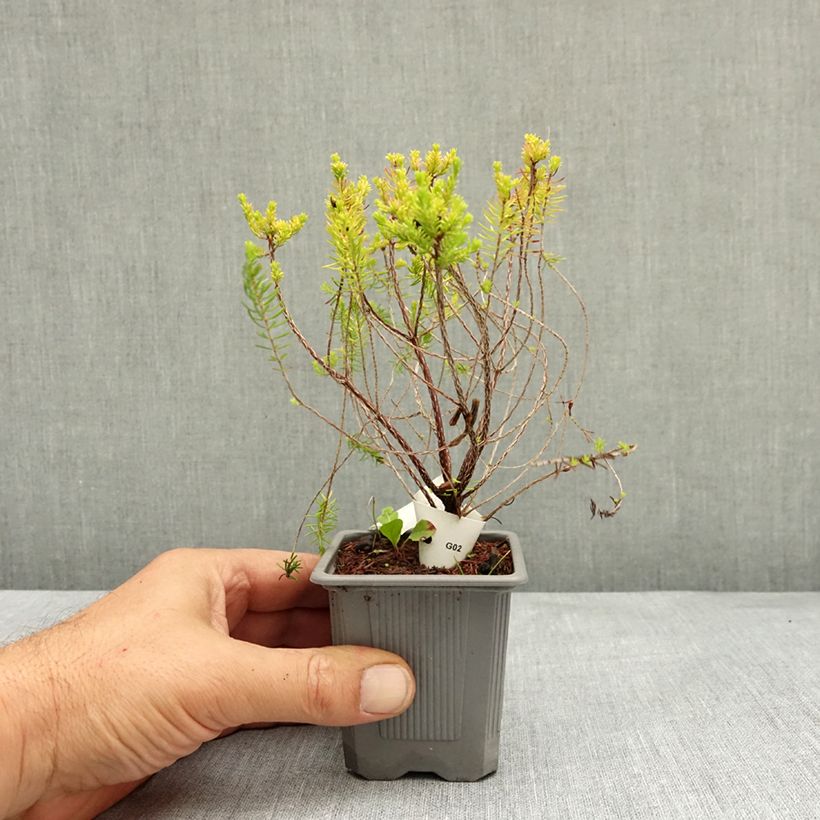 Example of Bruyère d’été - Erica x griffithsii Valerie Griffiths Godet de 8/9 cm as you get in ete