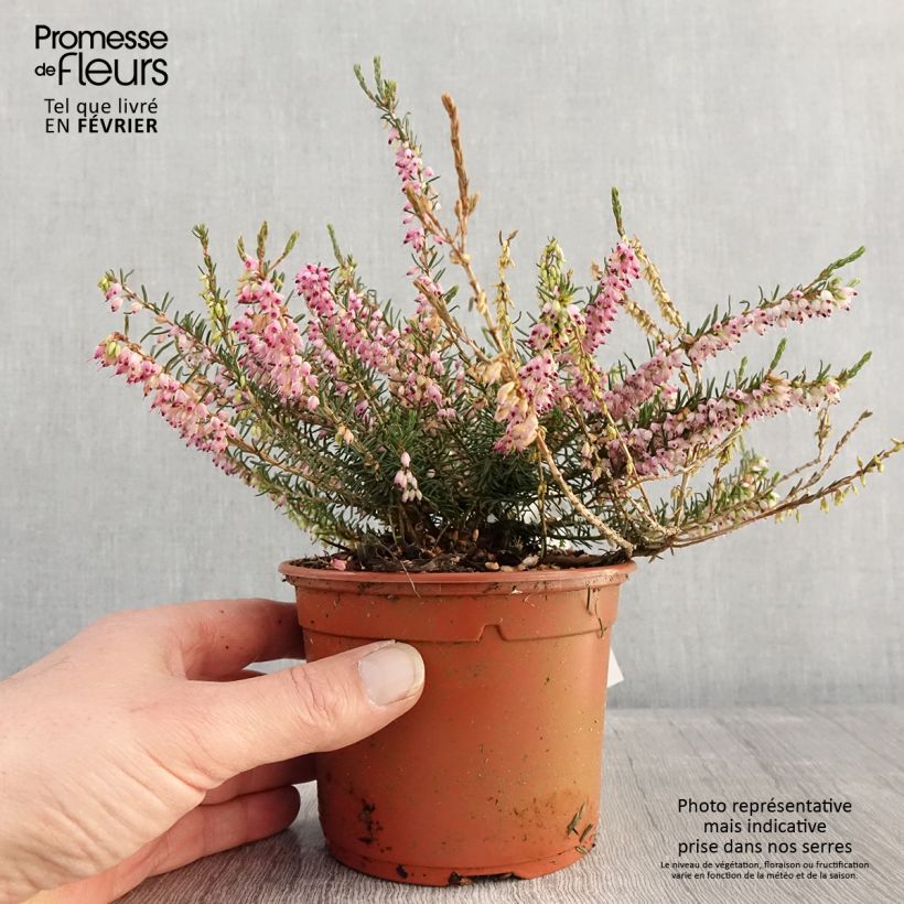 Example of Bruyère d'hiver - Erica darleyensis Ghost Hills Pot de 10 cm/11cm as you get in hiver