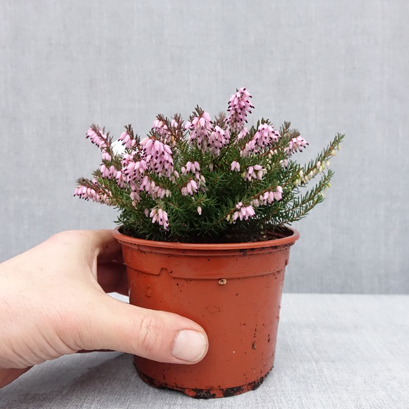 Example of Bruyère d'hiver - Erica x darleyensis J.W. Porter Pot de 1L/1,5L as you get in hiver