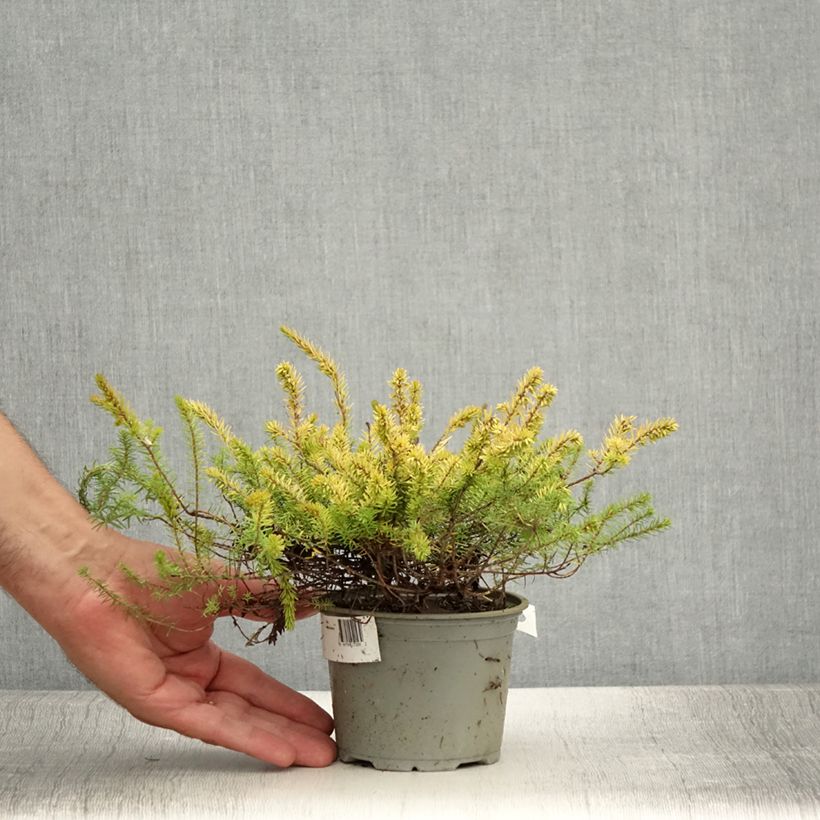 Example of Bruyère d'hiver - Erica x darleyensis Stieneke Pot de 10 cm/11cm as you get in ete