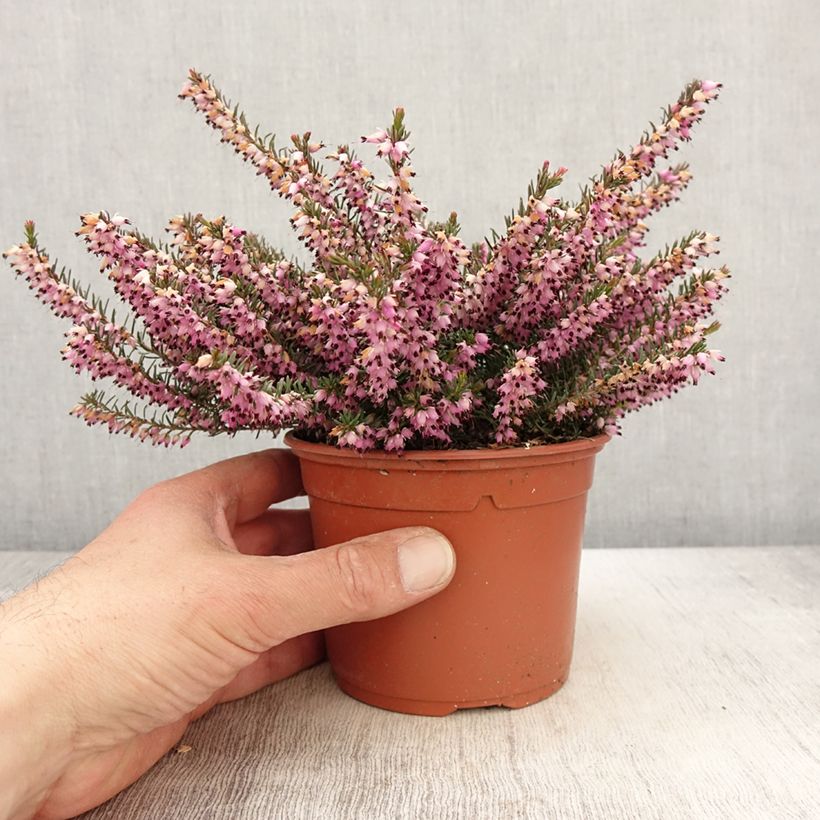 Example of Bruyère de Darley - Erica darleyensis Furzey Pot de 1L/1,5L as you get in printemps