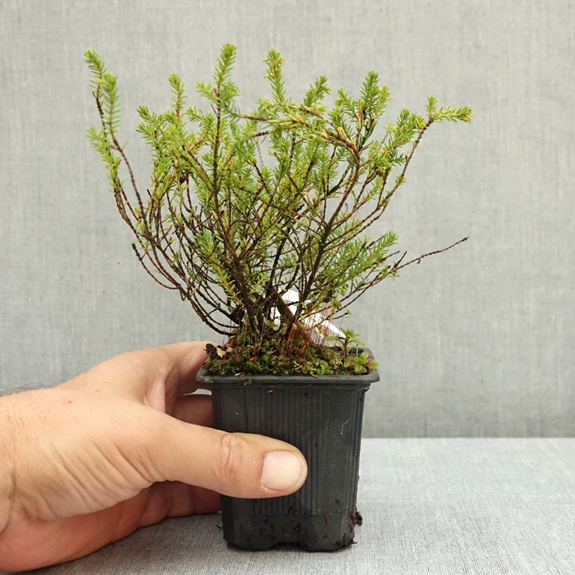 Example of Bruyère de neiges - Erica carnea Ruby Glow Godet de 8/9 cm as you get in ete