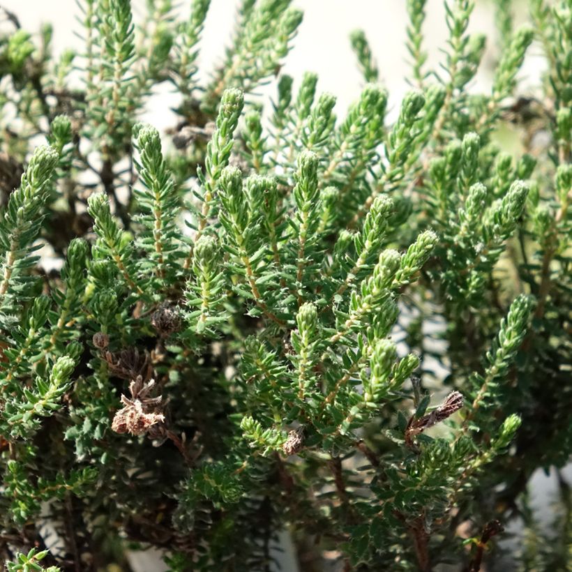 Bruyère des marais - Erica tetralix Tina (Foliage)