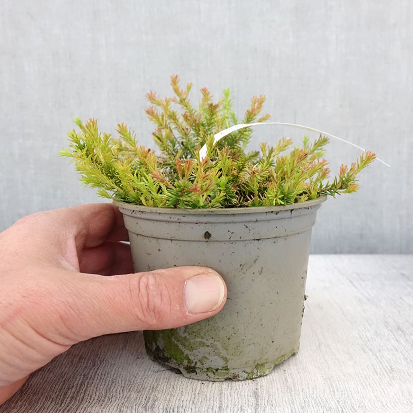 Example of Bruyère des neiges - Erica carnea Foxhollow Pot de 12 cm / 13 cm as you get in printemps