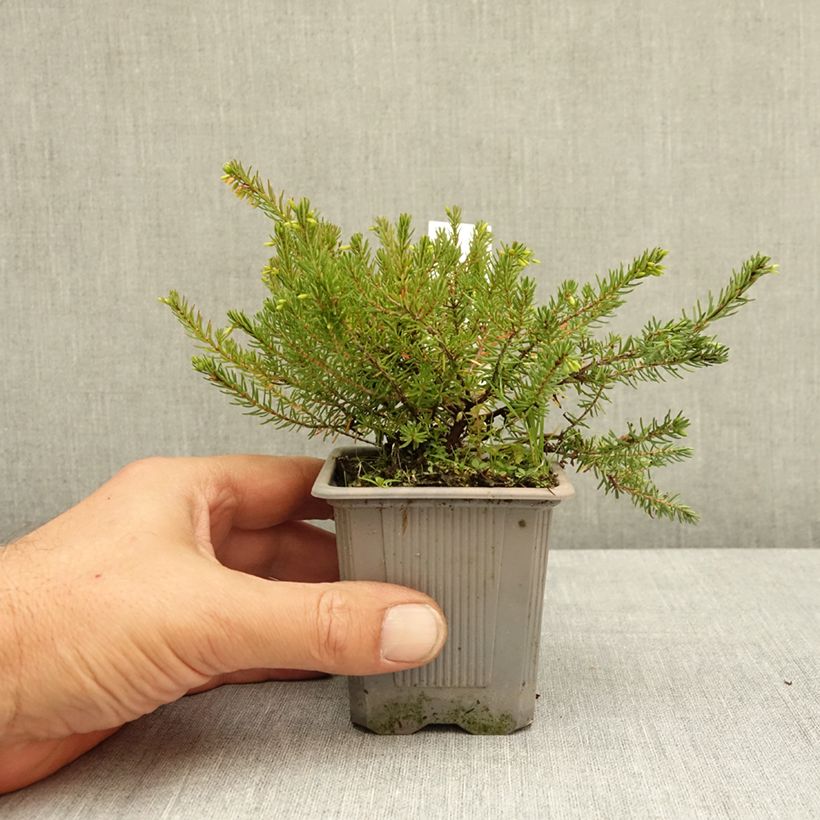 Example of Bruyère des neiges - Erica carnea Jenny Porter Godet de 8/9 cm as you get in ete