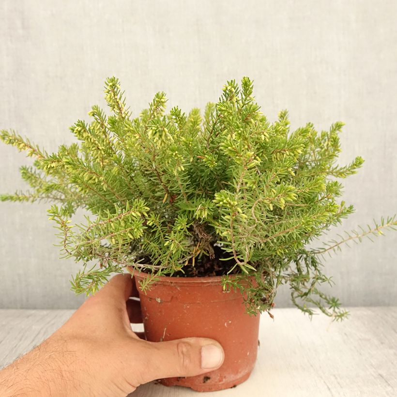 Example of Bruyère des neiges - Erica carnea Jenny Porter Pot de 1L/1,5L as you get in ete