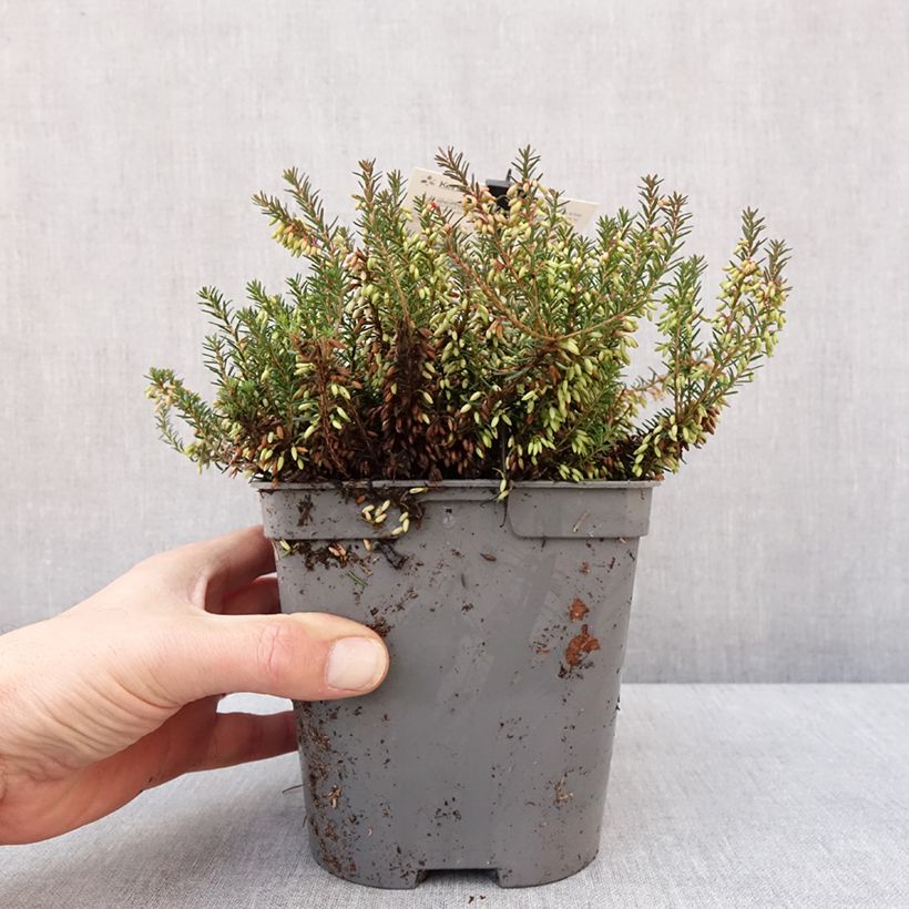 Example of Bruyère des neiges - Erica carnea Rosalie Pot de 2L/3L as you get in hiver