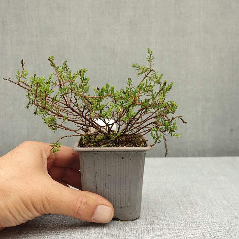 Example of Bruyère des neiges - Erica carnea Snow Queen Godet de 8/9 cm as you get in ete