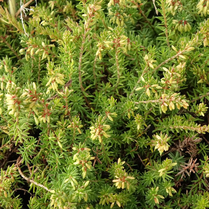 Bruyère des neiges - Erica carnea Springwood Pink (Foliage)