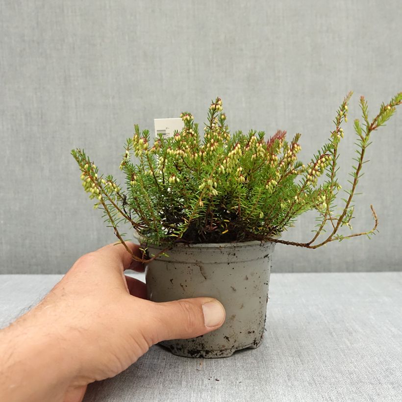 Example of Bruyère des neiges - Erica carnea Winterfreude Pot de 10 cm/11cm as you get in ete