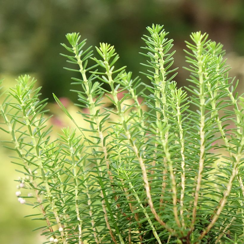 Bruyère vagabonde - Erica vagans Holden Pink (Foliage)