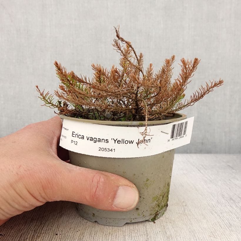 Example of Bruyère vagabonde - Erica vagans Yellow John Pot de 10 cm/11cm as you get in printemps