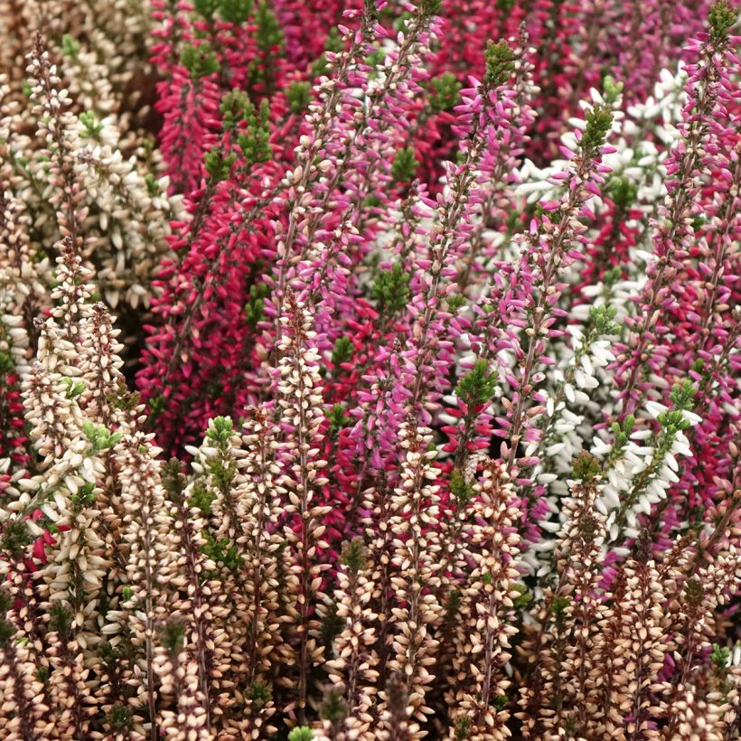 Bruyères d'été - Calluna Trio Girls Martina - Betty - Zelda (Plant habit)