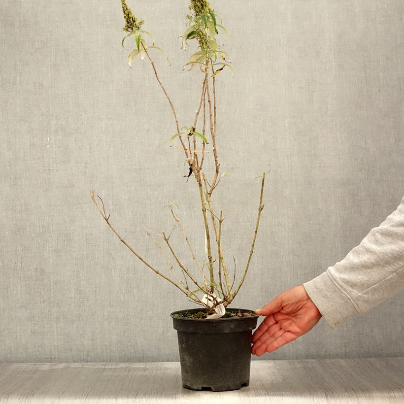 Example of Buddleia davidii Marbled White - Arbre aux Papillons Pot de 2L/3L as you get in automne